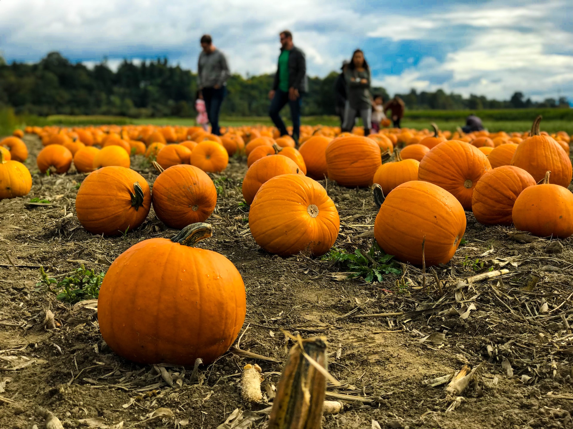 Un champ de citrouilles avec variétés adaptées à la sculpture