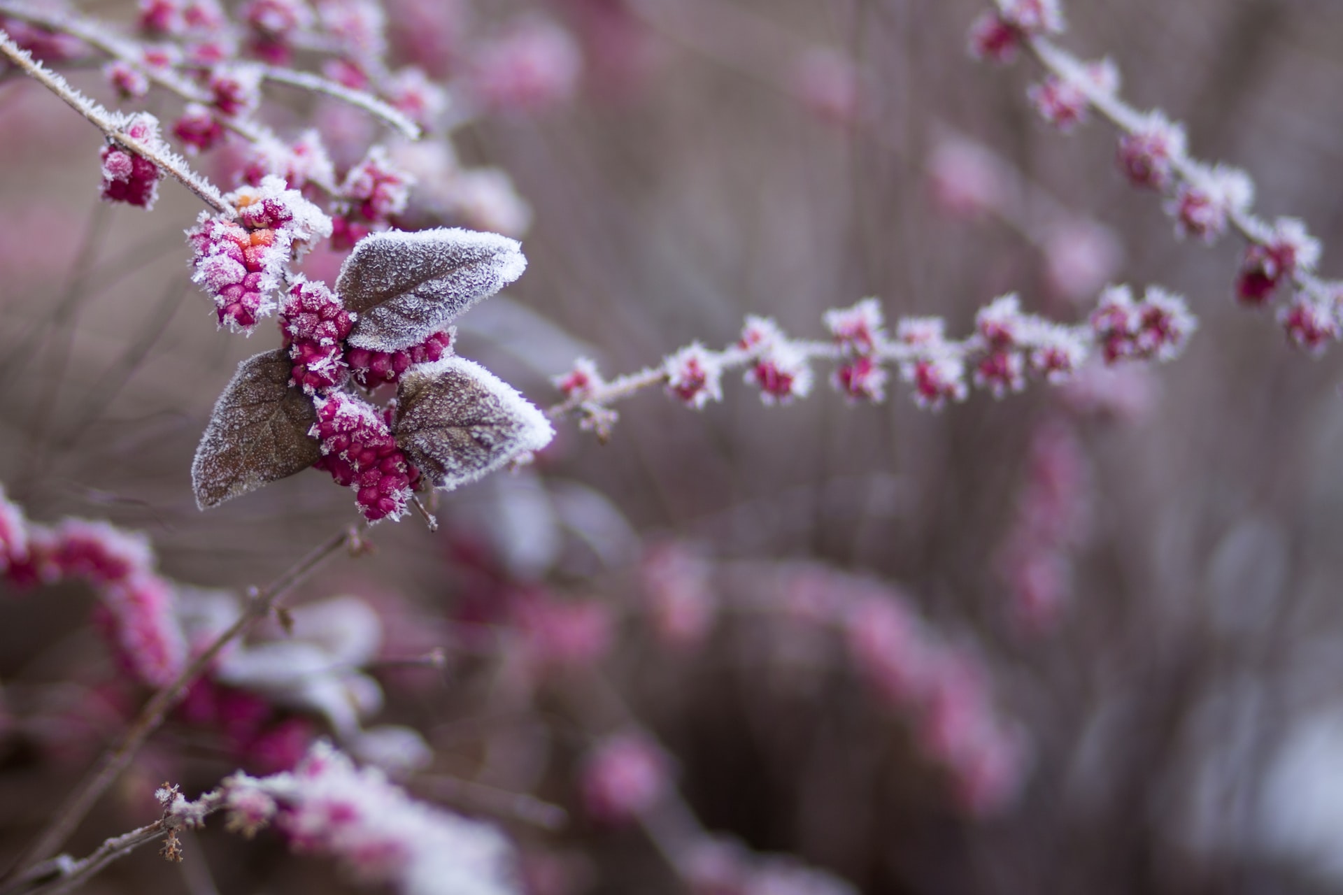 Jardin d'hiver avec plantes résistantes au froid